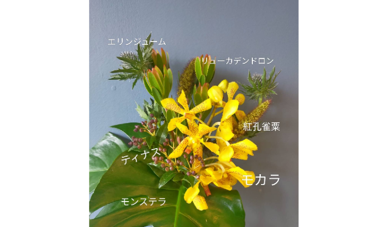 🌼今月のお花🌼