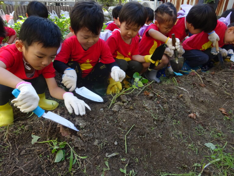 3・4・5歳児　芋ほり（にじ・そら・くじら組）