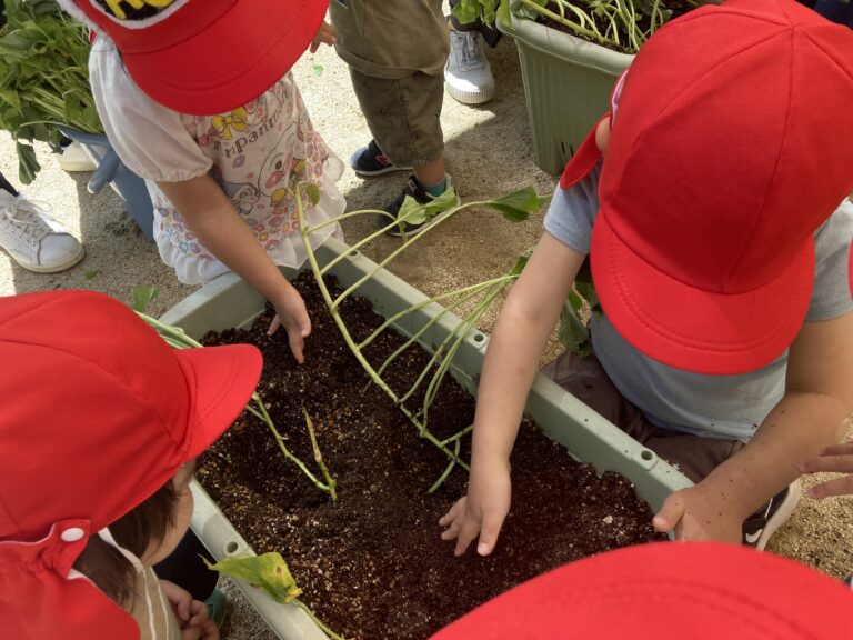 2歳児　お芋の苗植え