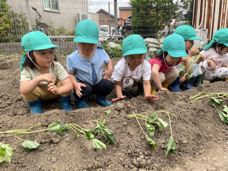 お芋の苗植え