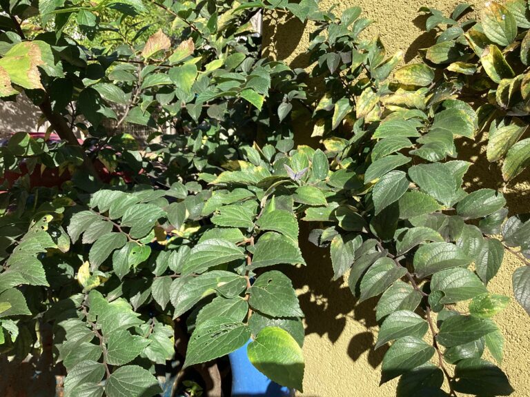 1歳児　だいち組